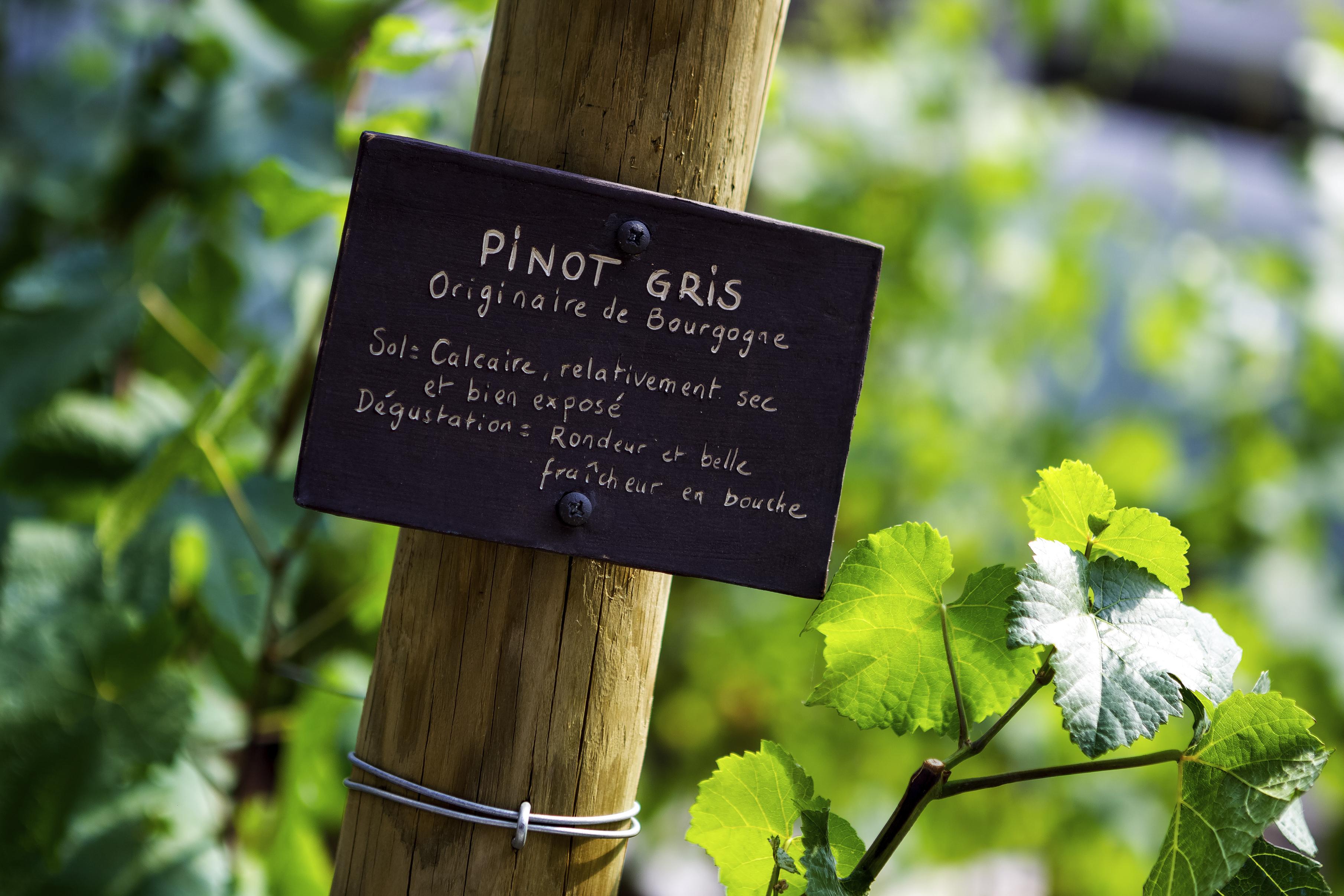 Sofitel Strasbourg Grande Ile Hotel Exterior photo Pinot gris